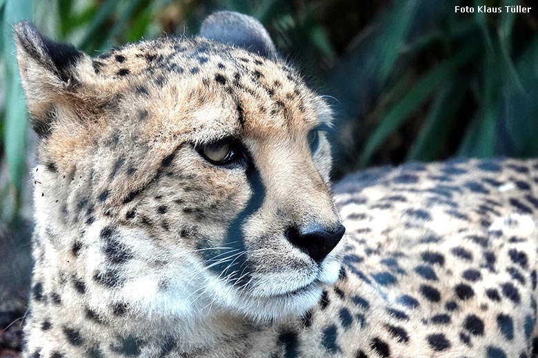 Südafrikanische Gepardin NYIKA am 30. Januar 2022 auf der Außenanlage im Wuppertaler Zoo (Foto Klaus Tüller)