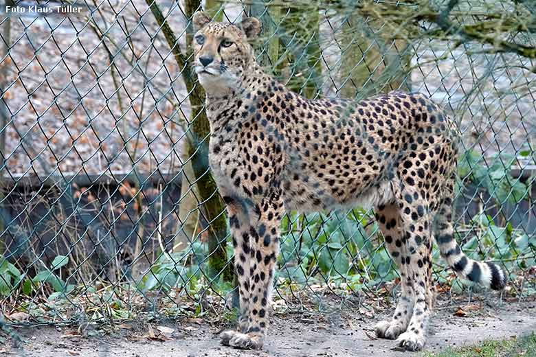 Südafrikanische Gepardin NYIKA am 8. Februar 2022 auf der Außenanlage im Grünen Zoo Wuppertal (Foto Klaus Tüller)