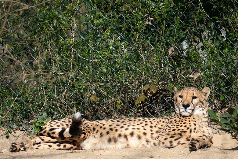 Südafrikanische Gepardin AYO am 27. März 2022 auf der Außenanlage im Grünen Zoo Wuppertal