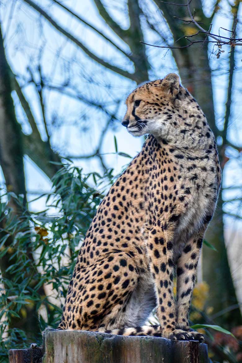 Südafrikanische Geparden-Katze AYO am 13. Dezember 2022 auf der Außenanlage im Zoologischen Garten Wuppertal