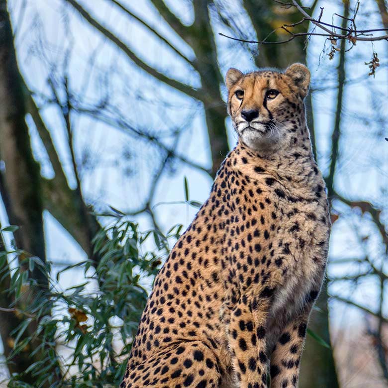 Südafrikanische Geparden-Katze AYO am 13. Dezember 2022 auf der Außenanlage im Zoo Wuppertal