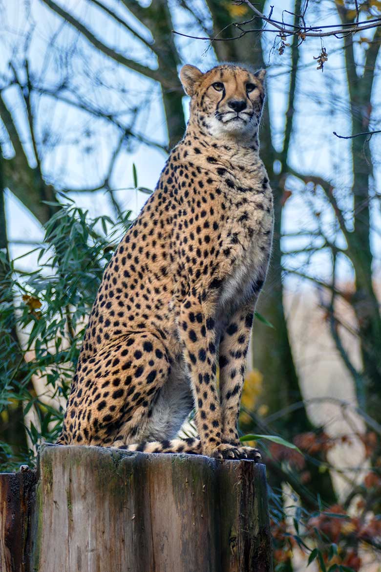 Südafrikanische Geparden-Katze AYO am 13. Dezember 2022 auf der Außenanlage im Grünen Zoo Wuppertal