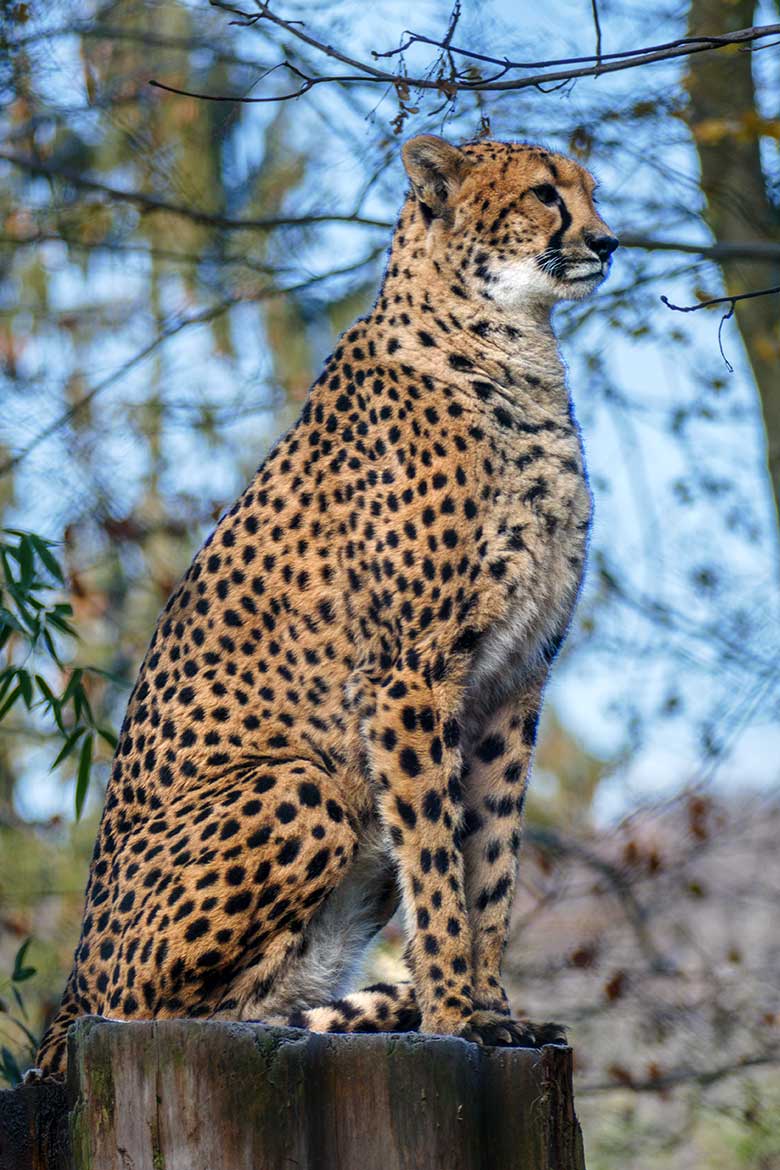 Südafrikanische Geparden-Katze AYO am 13. Dezember 2022 auf der Außenanlage im Wuppertaler Zoo