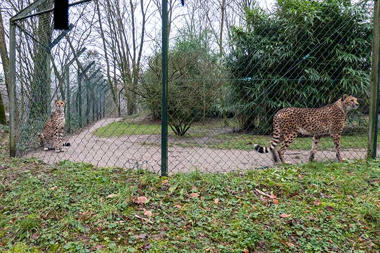 Südafrikanische Geparden-Katzen NYIKA und AYO (rechts) am 3. Februar 2023 auf der Außenanlage im Zoo Wuppertal