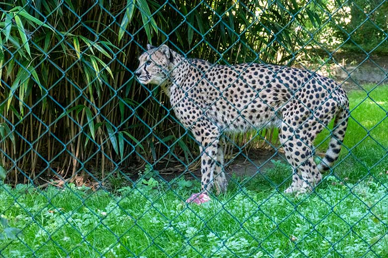 Südafrikanische Geparden-Katze AYO am 6. September 2023 auf der Außenanlage im Grünen Zoo Wuppertal