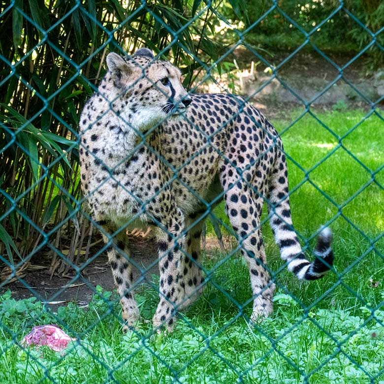 Weiblicher Südafrikanischer Gepard AYO am 6. September 2023 auf der Außenanlage im Zoologischen Garten Wuppertal