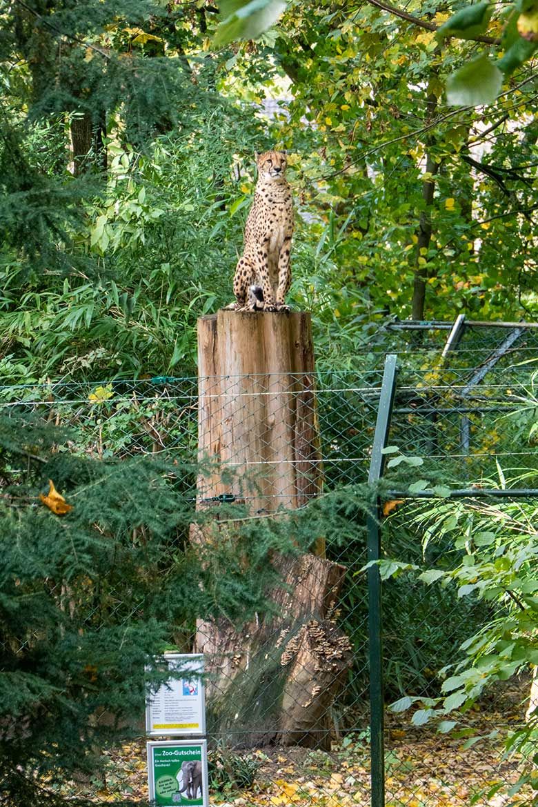 Weiblicher Südafrikanischer Gepard AYO am 6. November 2023 auf der Außenanlage im Wuppertaler Zoo