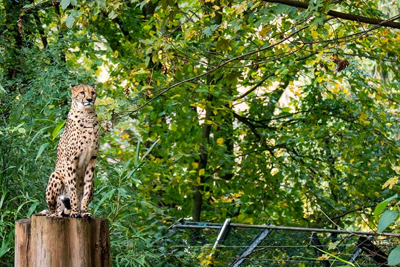 Südafrikanische Gepardin AYO am 6. November 2023 auf der Außenanlage im Zoo Wuppertal