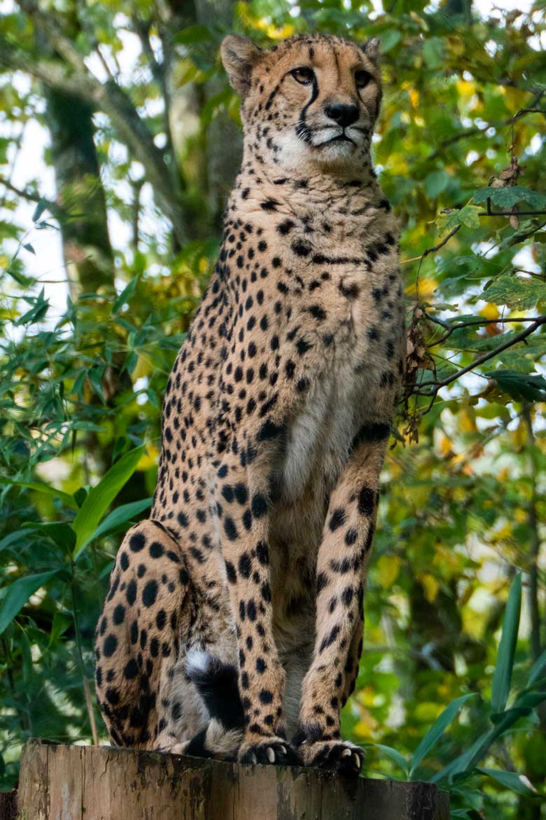 Südafrikanische Geparden-Katze AYO am 6. November 2023 auf der Außenanlage im Grünen Zoo Wuppertal