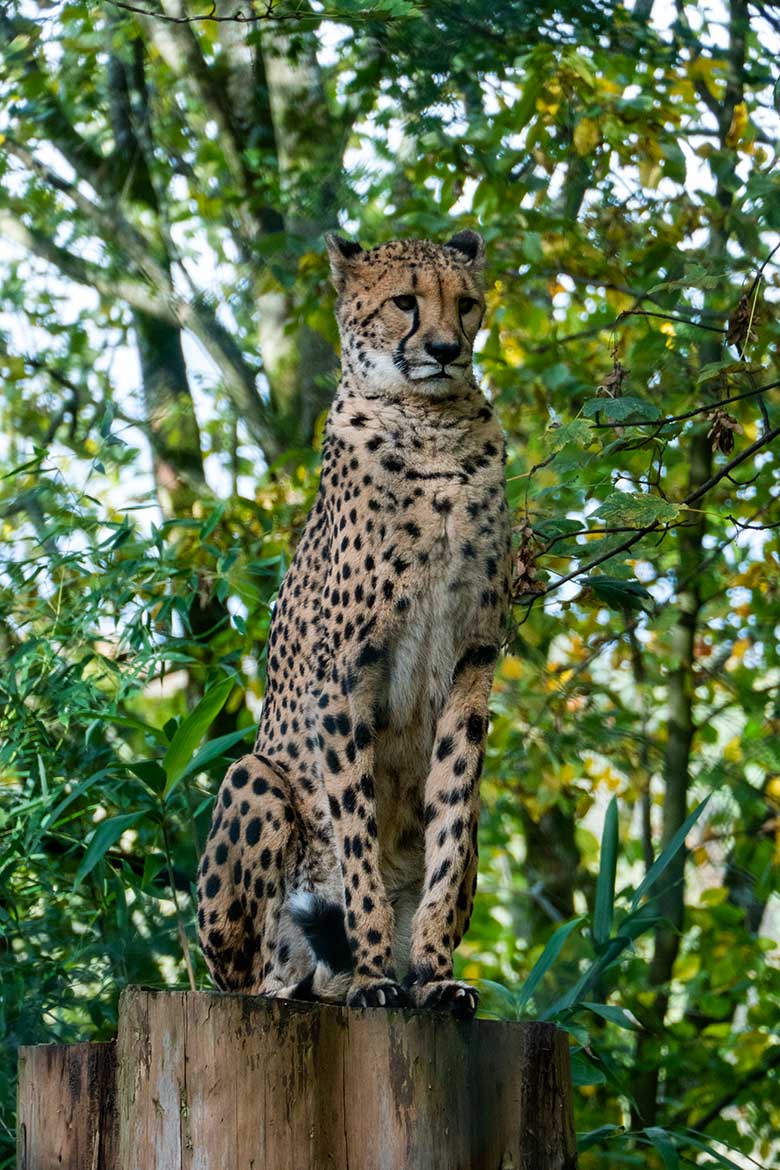 Weiblicher Südafrikanischer Gepard AYO am 6. November 2023 auf der Außenanlage im Zoologischen Garten Wuppertal