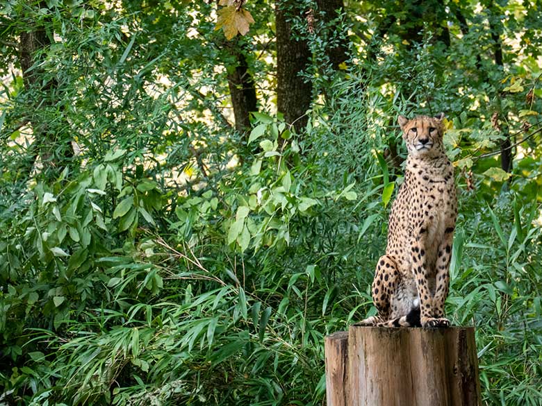 Südafrikanische Gepardin AYO am 6. November 2023 auf der Außenanlage im Wuppertaler Zoo