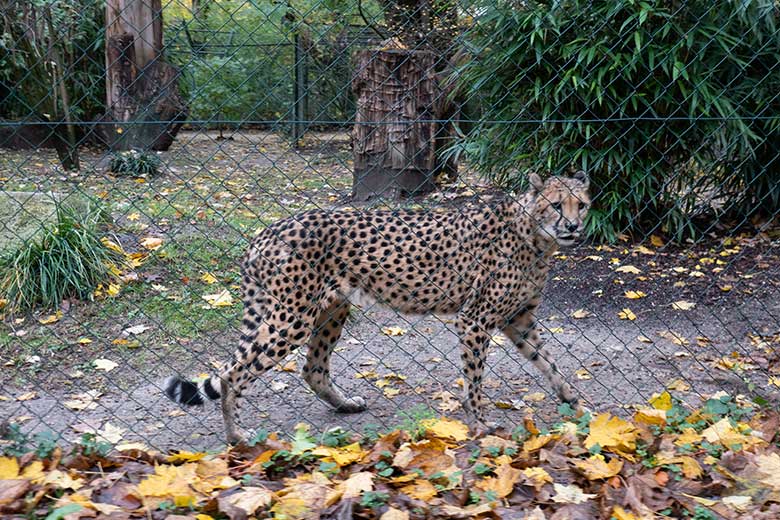 Südafrikanische Gepardin AYO am 16. November 2023 auf der Außenanlage im Grünen Zoo Wuppertal