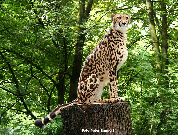 Königsgepardin HELEN (MARULA) im Wuppertaler Zoo im August 2005 (Foto Peter Emmert)