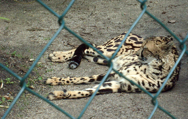 Königsgepardin HELEN (MARULA) im Wuppertaler Zoo im April 2008