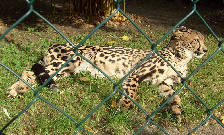 Königsgepardin HELEN (MARULA) im Zoo Wuppertal im Oktober 2009