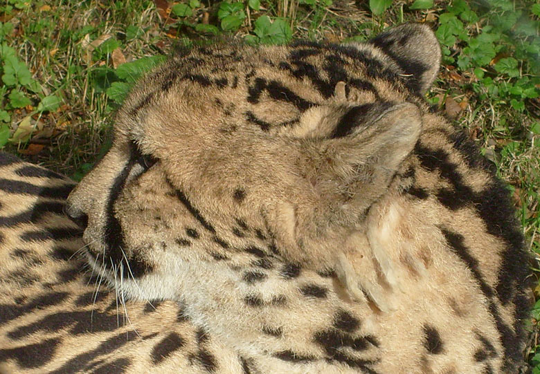 Königsgepardin HELEN (MARULA) im Zoologischen Garten Wuppertal im Oktober 2009