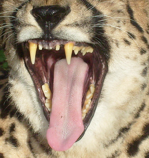 Königsgepardin HELEN (MARULA) im Wuppertaler Zoo im Oktober 2009