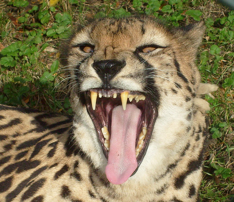 Königsgepardin HELEN (MARULA) im Wuppertaler Zoo im Oktober 2009