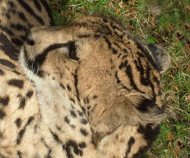 Königsgepardin HELEN (MARULA) im Zoo Wuppertal im Oktober 2009