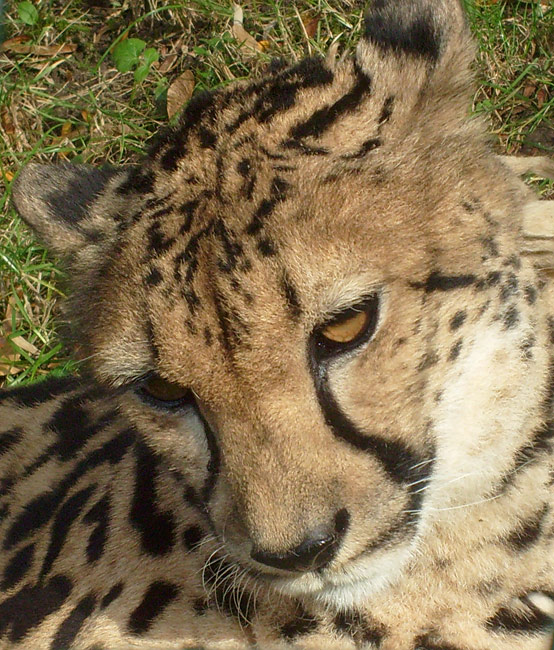 Königsgepardin HELEN (MARULA) im Zoologischen Garten Wuppertal im Oktober 2009