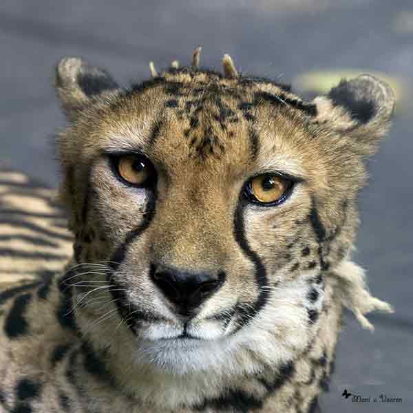 Königsgepardin HELEN (MARULA) im Wuppertaler Zoo (Foto Moni von Vooren)