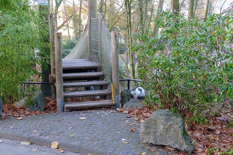 Nicht zum Zoo gehörende Hauskatze am 15. Dezember 2022 neben der Hängebrücke im Grünen Zoo Wuppertal