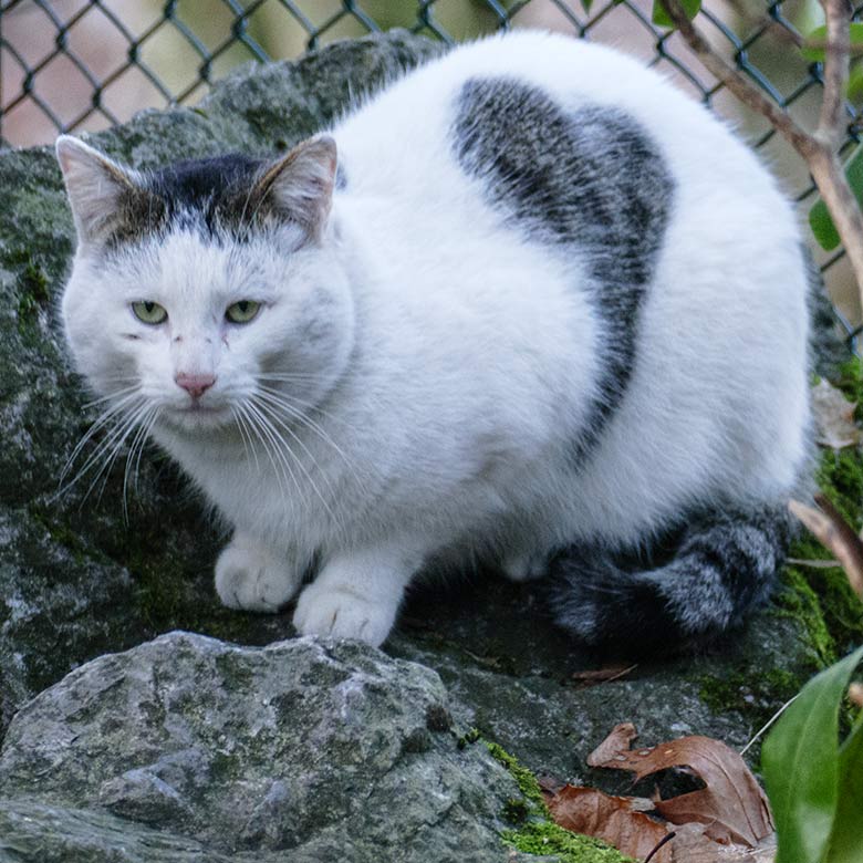 Nicht zum Zoo gehörende Hauskatze am 15. Dezember 2022 im Zoologischen Garten Wuppertal