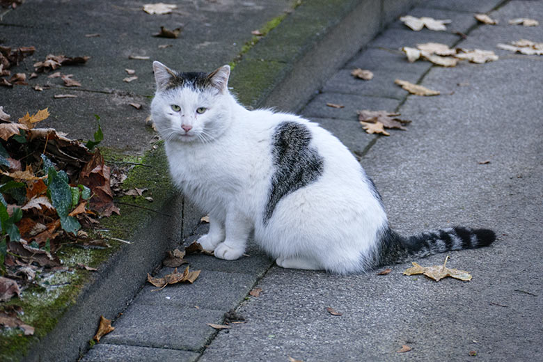 Nicht zum Zoo gehörende Hauskatze am 15. Dezember 2022 auf einem Besucher-Weg in der Nähe der Hängebrücke im Wuppertaler Zoo