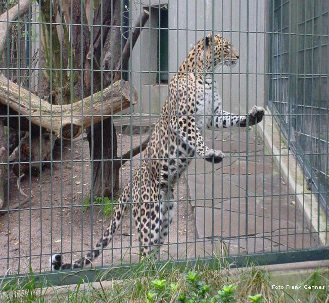 Indischer Leopard im Wuppertaler Zoo im Oktober 2006 (Foto Frank Gennes)