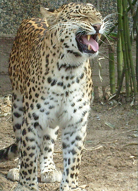 Indischer Leopard im Zoologischen Garten Wuppertal im März 2009