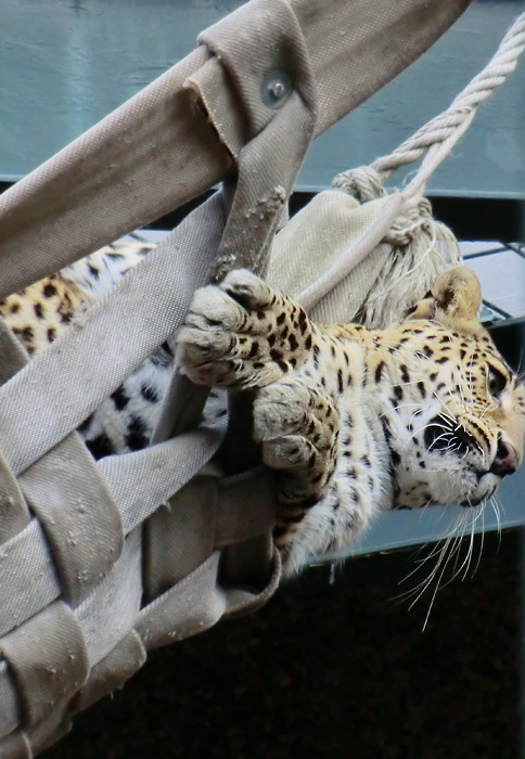 Indischer Leopard im Zoo Wuppertal im Februar 2012