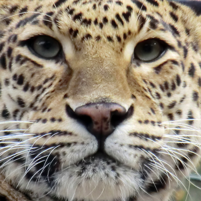 Indischer Leopard im Wuppertaler Zoo im Februar 2012