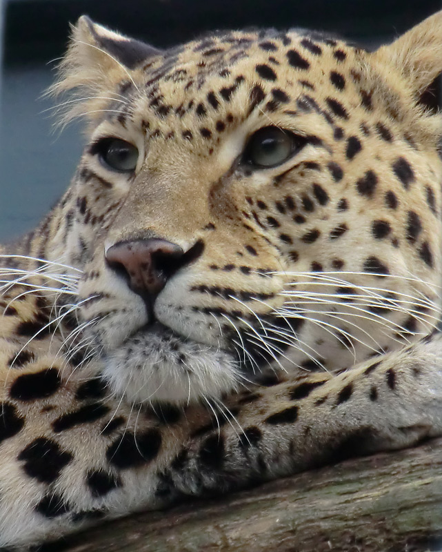 Indischer Leopard im Zoo Wuppertal im Februar 2012