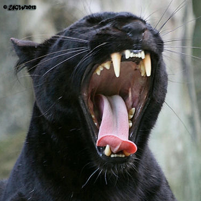 Schwarzer Leopard im Wuppertaler Zoo im Juni 2012 (Foto UGW)