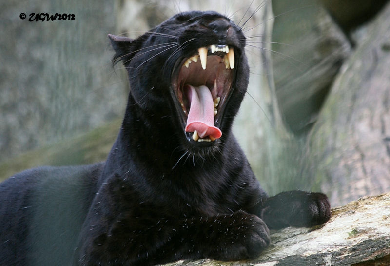 Schwarzer Leopard im Zoo Wuppertal im Juni 2012 (Foto UGW)