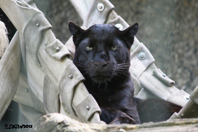 Schwarzer Leopard im Zoo Wuppertal im Juni 2012 (Foto UGW)