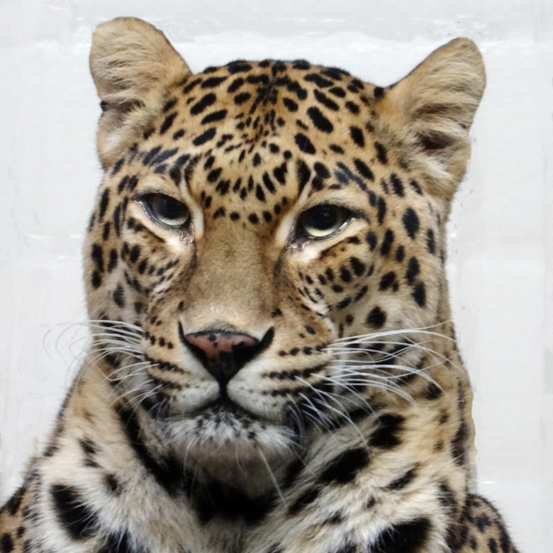 Indische Leopardin BHRIKUTI im Jahr 2016 im Zoologischen Garten der Stadt Wuppertal