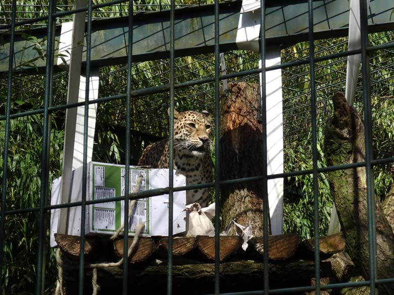 Indische Leopardin BHRIKUTI am 24. April 2016 im Zoologischen Garten der Stadt Wuppertal