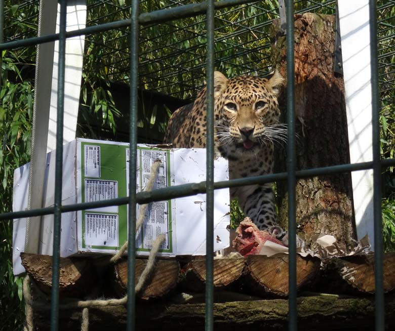 Indische Leopardin BHRIKUTI am 24. April 2016 im Wuppertaler Zoo