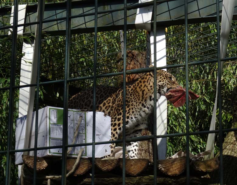 Indische Leopardin BHRIKUTI am 24. April 2016 im Grünen Zoo Wuppertal