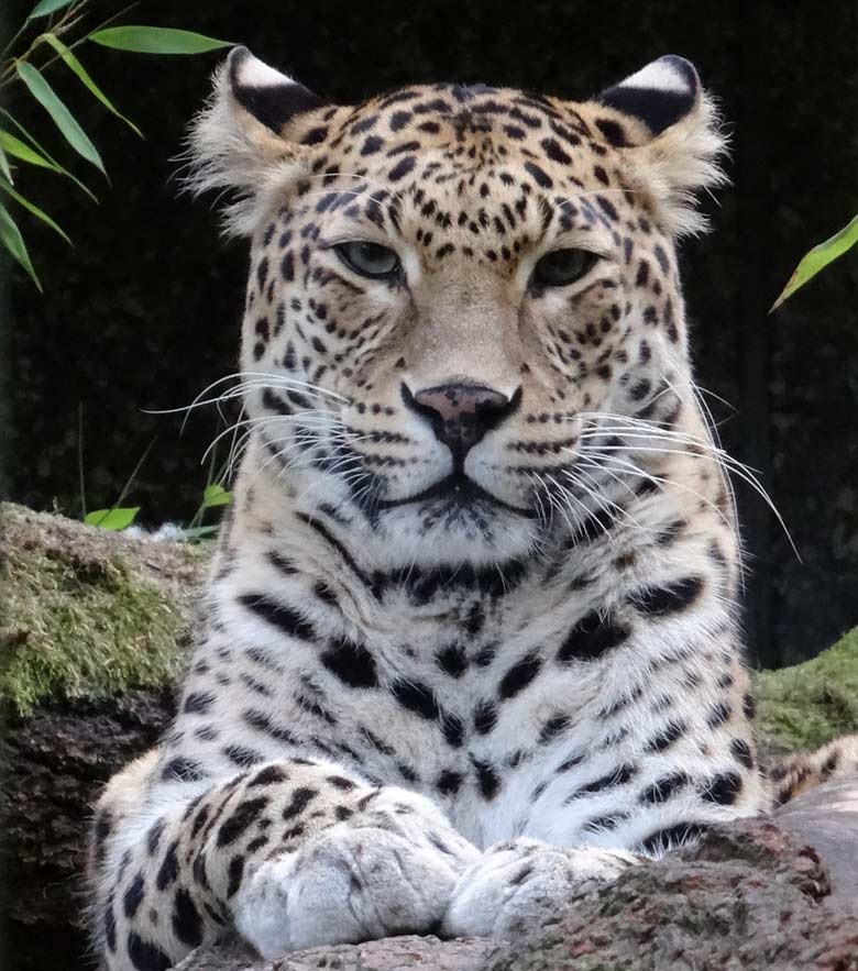 Indische Leopardin BHRIKUTI am 24. September 2016 im Grünen Zoo Wuppertal
