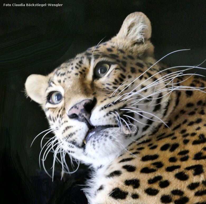 Indische Leopardin BHRIKUTI am 25. September 2017 im Großkatzenhaus im Wuppertaler Zoo (Foto Claudia Böckstiegel-Wengler)