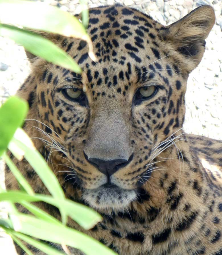 Indischer Leopard BHAGYA am 21. Mai 2018 im Außengehege im Zoologischen Garten Wuppertal