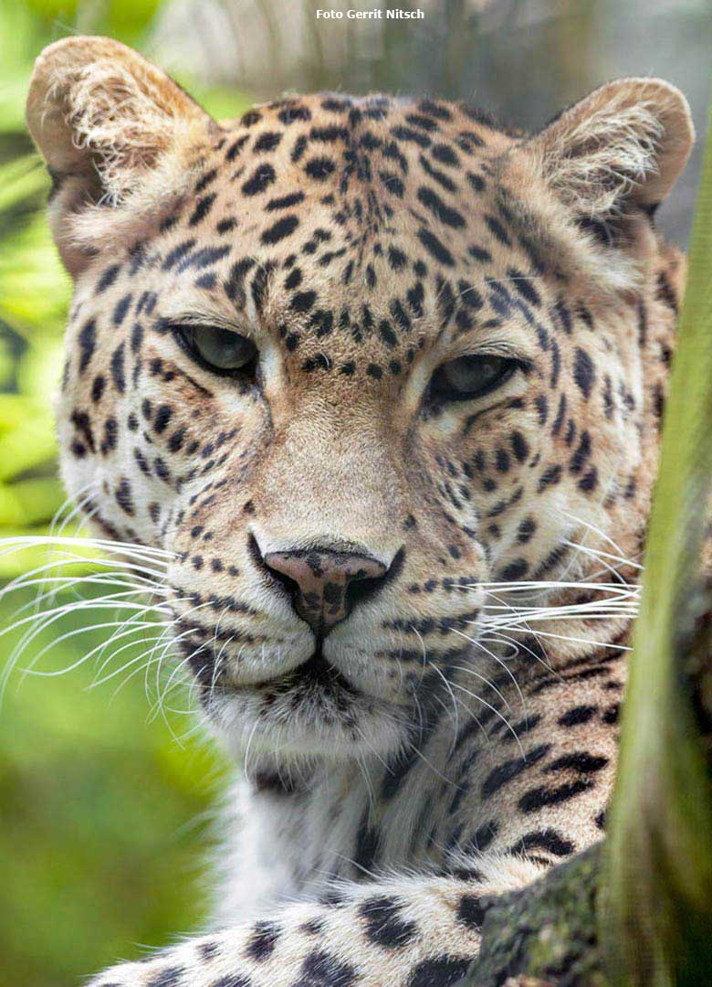 Indische Leopardin BHRIKUTI am 9. Juni 2018 im Außengehege im Grünen Zoo Wuppertal (Foto Gerrit Nitsch)