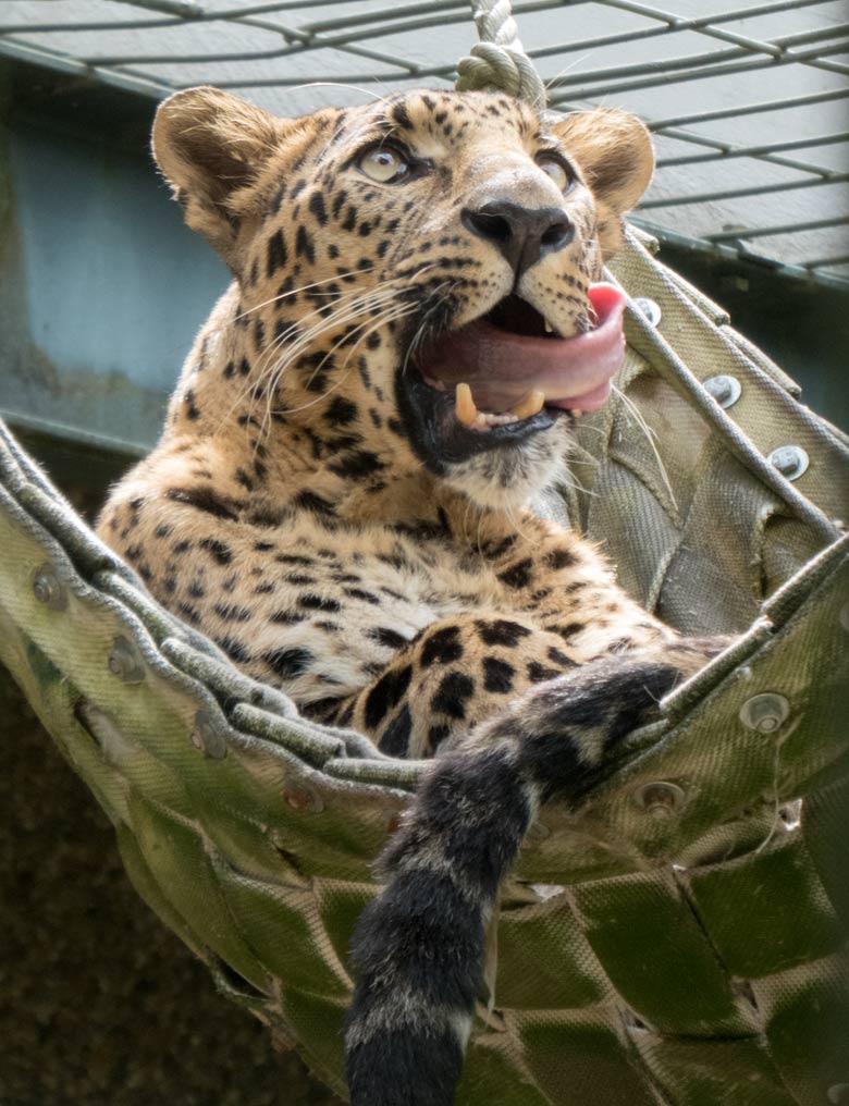 Indischer Leopard BHAGYA am 24. Juni 2018 im Grünen Zoo Wuppertal