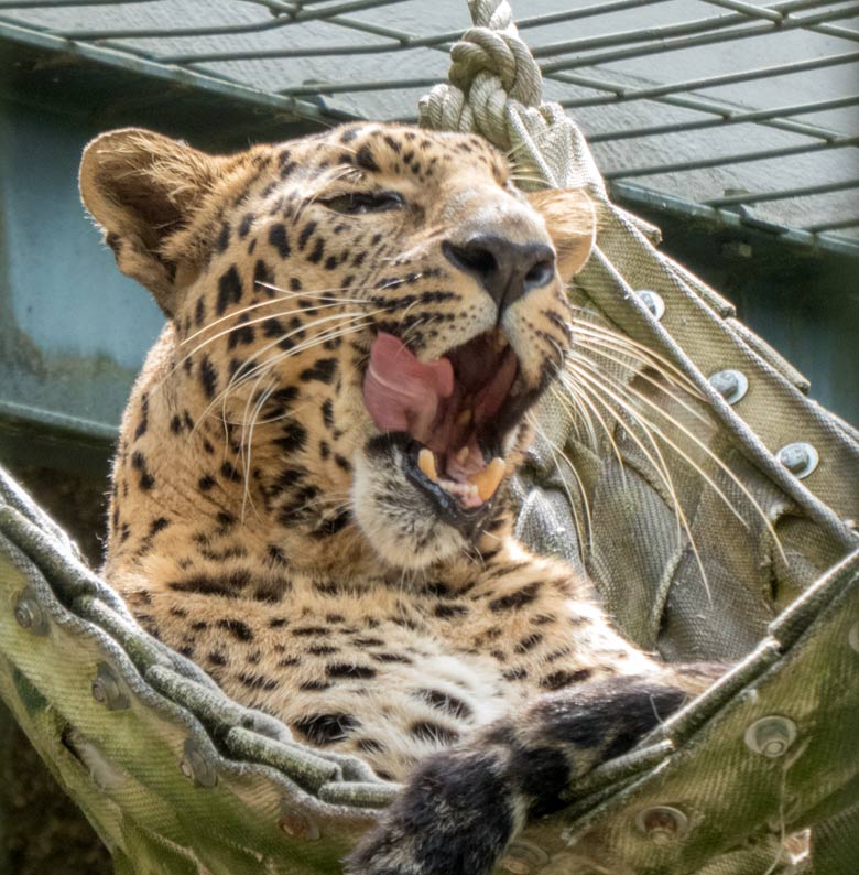 Indischer Leopard BHAGYA am 24. Juni 2018 im Zoologischen Garten Wuppertal