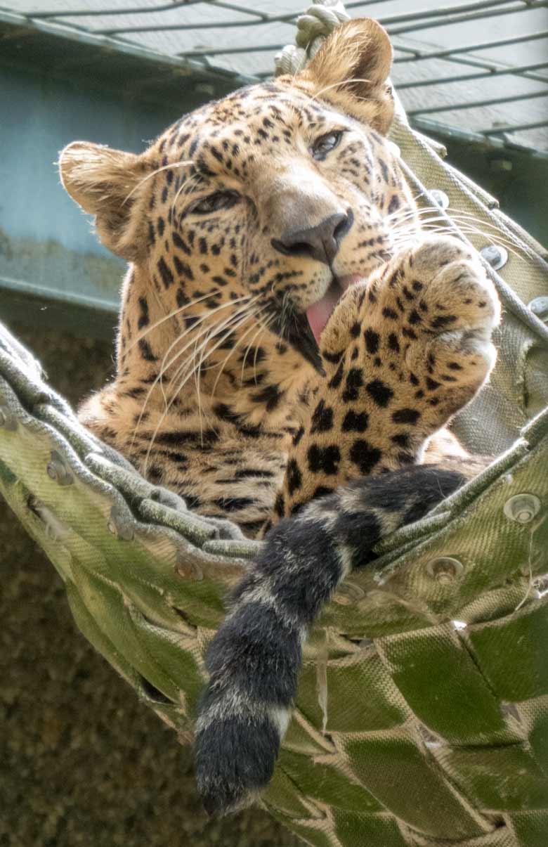 Indischer Leopard BHAGYA am 24. Juni 2018 im Zoo Wuppertal