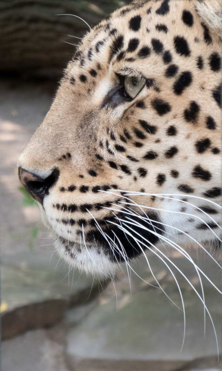 Indischer Leopard BHAGYA am 25. Juli 2018 auf der Außenanlage am Großkatzenhaus im Grünen Zoo Wuppertal