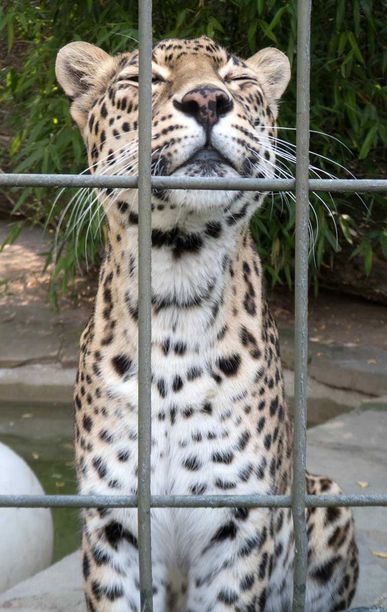 Indischer Leopard BHAGYA am 25. Juli 2018 auf der Außenanlage am Großkatzenhaus im Grünen Zoo Wuppertal