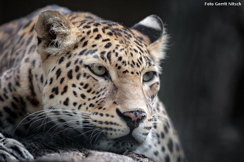 Indische Leopardin BHRIKUTI am 29. Juli 2018 auf der Außenanlage im Wuppertaler Zoo (Foto Gerrit Nitsch)